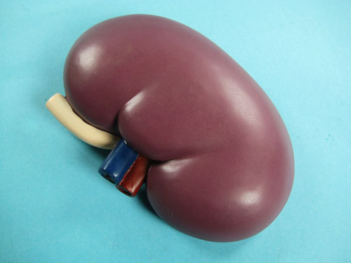 Human Kidney Model