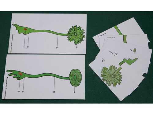 Development Regulation in Nuclear Tissue, Magnetic Demonstration Cards