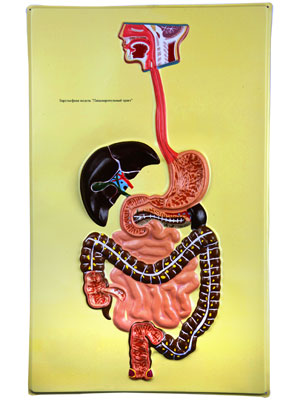 Digestive Tract, Bas Relief Model