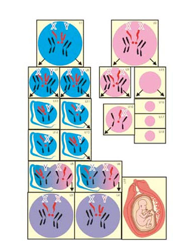 Germ Cell Growth in Humans & Mammals