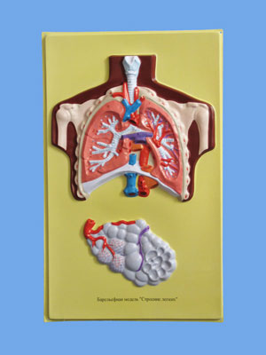 Human Lung Bas Relief Model