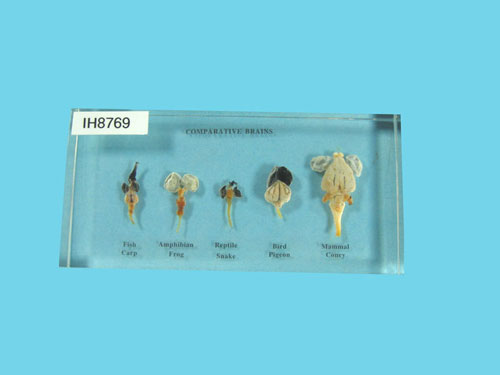 Resin Educational Specimen“Brains of 5 Vertebrates Set”