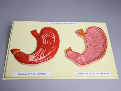 Stomach, Internal and External Surface, Bas Relief Model