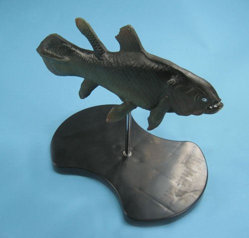 Coelacant Model