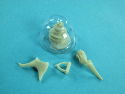 Human Ear Bone Model Set