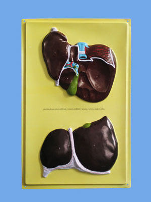 Human Liver Bas Relief Model