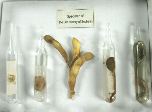 The Life Cycle of a Soybean Herbarium