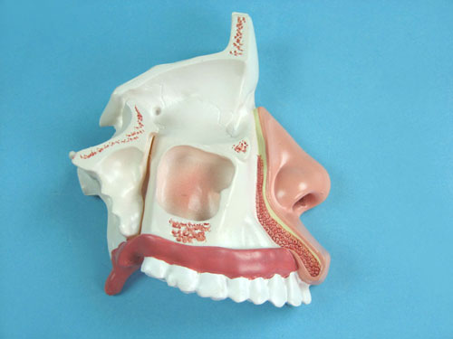 Nasal Cavity Model