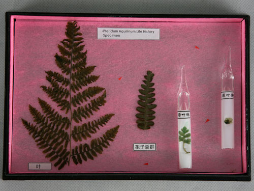 The Life Cycle of a Fern Herbarium