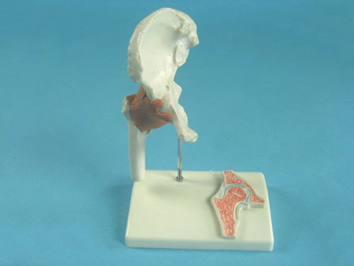 Hip Joint Model with Tendons