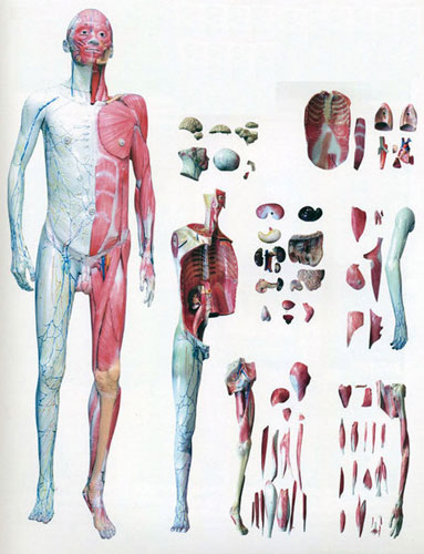 Human Body Model