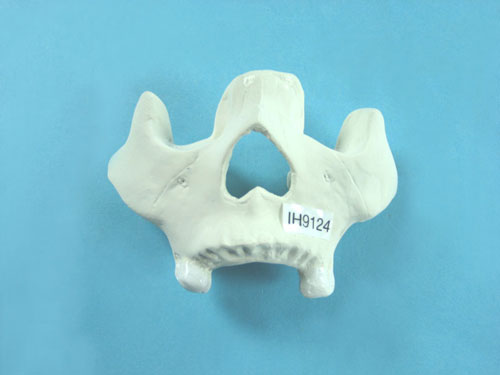 Nasal Bone Model