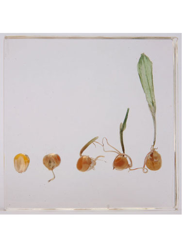 Resin Educational Specimen“The Sprouting Process of Corn Herbarium”