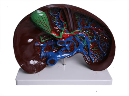 Liver Dissection Model