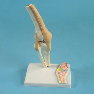 Knee Joint Model with Tendons