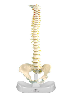 Model of the Human Spine & Pelvic Bone