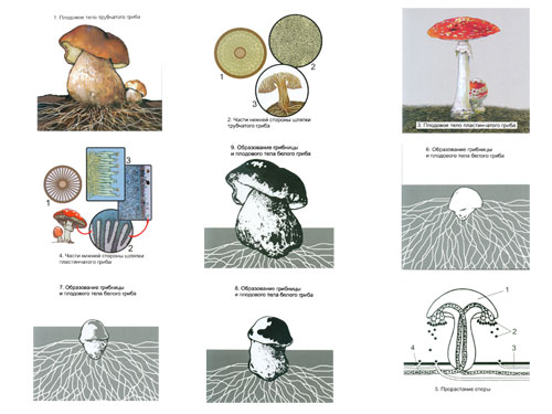 The Reproduction of Umbrella-like Mushrooms Magnetic Demonstration CardsThe Reproduction of Moss Mag