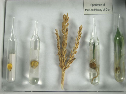 The Life Cycle of Corn Herbarium