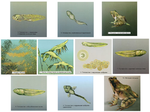 Frog Development Magnetic Demonstration Cards