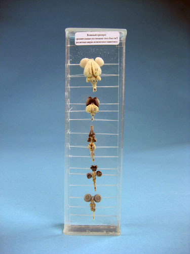 Comparative Collection of 5 Immersed Vertebrate Brain Specimens