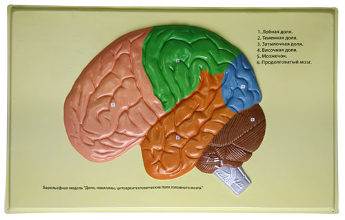 Human Brain Lobes, Bas Relief Model (D)