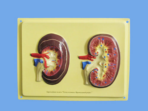 Structure of the Kidney, Bas Relief Model