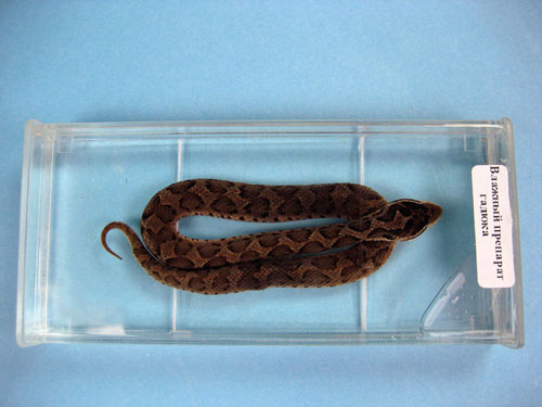 Viper Specimen