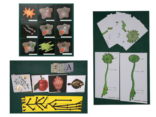 Zoological and Botanical Evolution Flash Cards