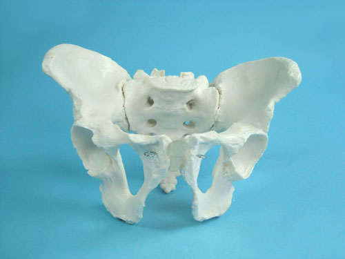 Model of Male Pelvic Bones