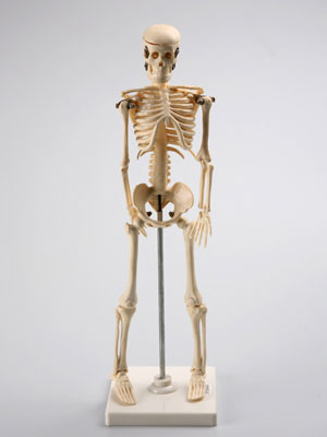 Human Skeleton Model