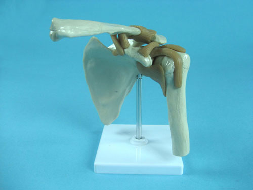 Shoulder Joint Model with Muscles and Tendons