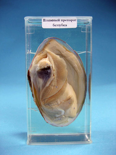 Swan Mussel Specimen