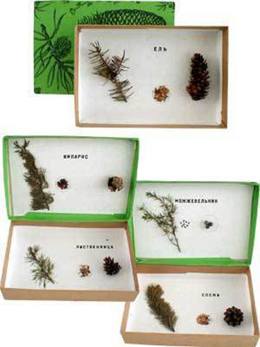 Pinales Tree Samples Herbarium - 5 Types