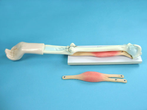 Human Elbow Joint Model