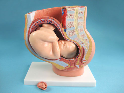 Fetus and Female Pelvic Section During Pregnancy