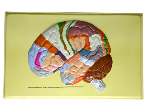 Human Brain Lobes, Bas Relief Model (E)