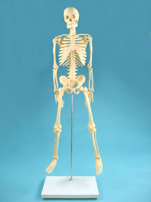 Human Skeleton Model