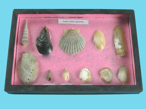 Seashell Samples Collection