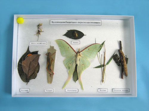 Insect Camouflage Sample Collection