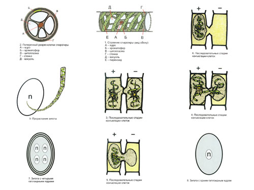 The Reproduction of Multi-Cell Algae Magnetic Demonstration Cards