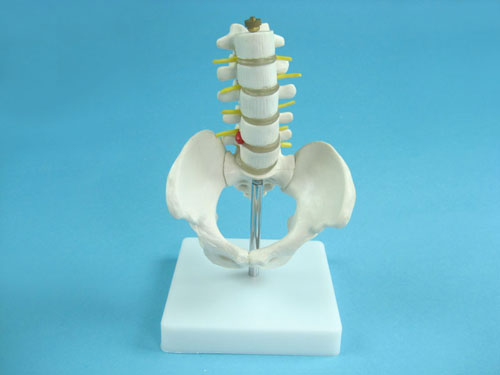 Model of the Pelvis with Lumbar Bones