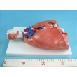 Model of the Larynx