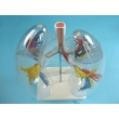 Transparent Model of the Lungs