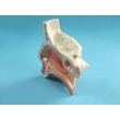 Nasal Cavity Model