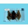 Resin Educational Specimen“Bat Specimen”