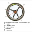 The Reproduction of Multi-Cell Algae Magnetic Demonstration Cards