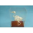 Pigeon Skeleton Model