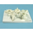 Vertebrae Bone Model Set