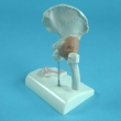 Hip Joint Model with Tendons