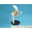 Hip Joint Model